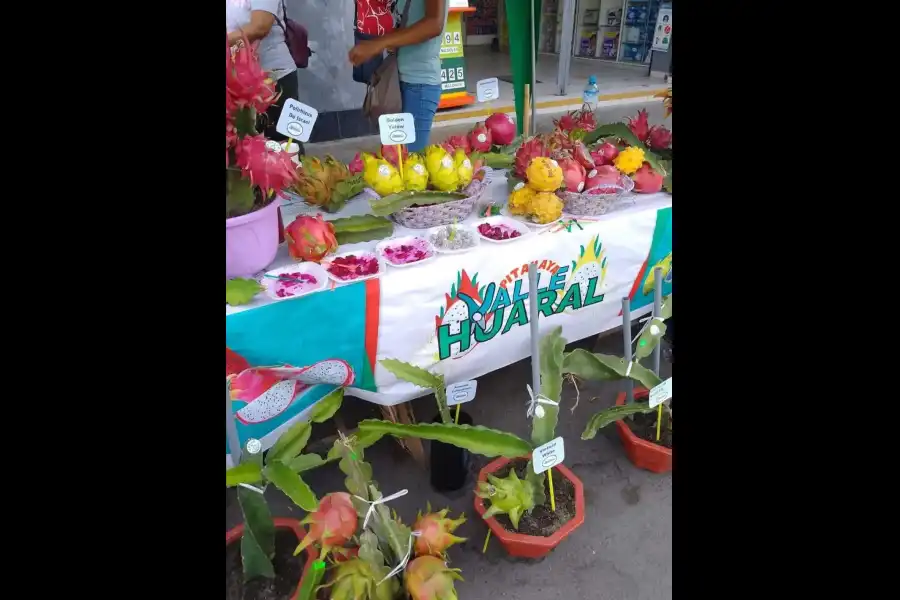 Imagen Feria Turística Y Productiva De La Pitahaya - Imagen 10