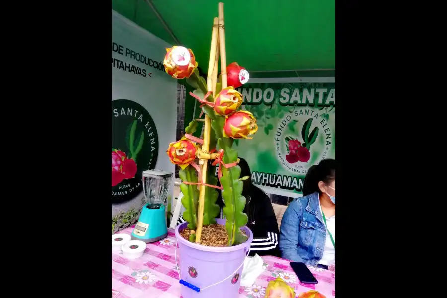 Imagen Feria Turística Y Productiva De La Pitahaya - Imagen 3