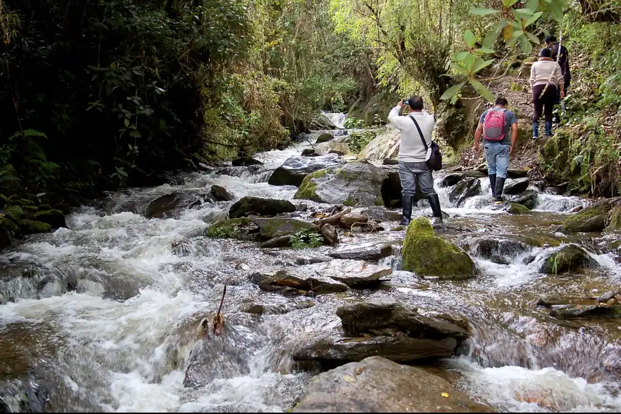 Imagen Bosque Monte Potrero - Imagen 1