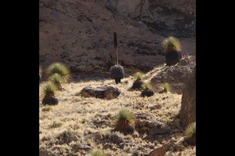 Imagen Bosque De Puyas De Raimondi De Pampaygrande - Imagen 1