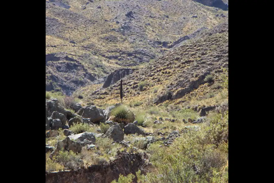 Imagen Bosque De Puyas De Raimondi De Pampaygrande - Imagen 3