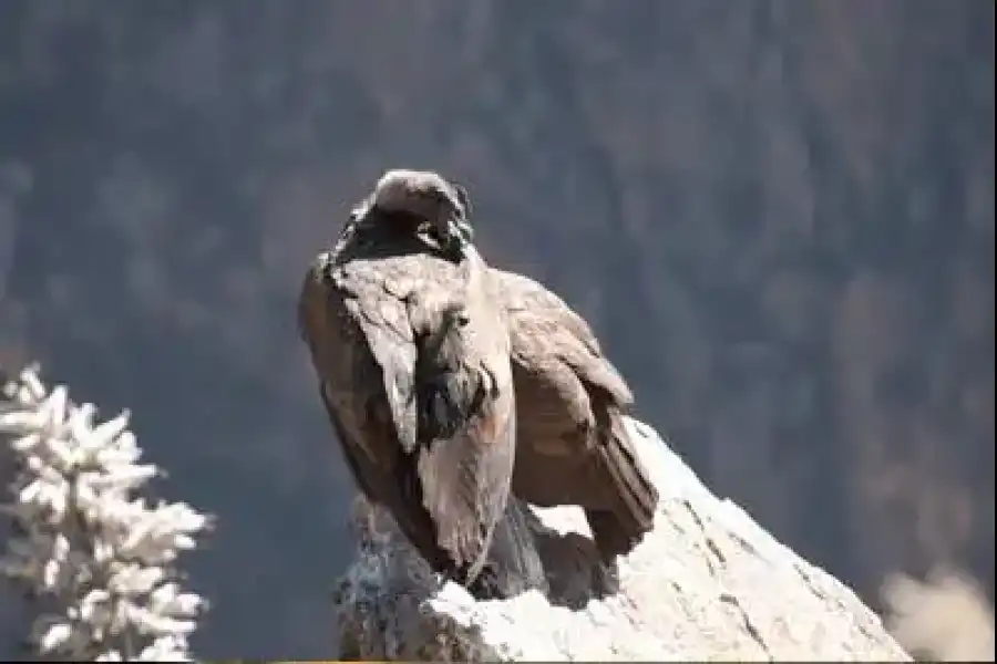 Imagen Cañon Del Colca - Imagen 5