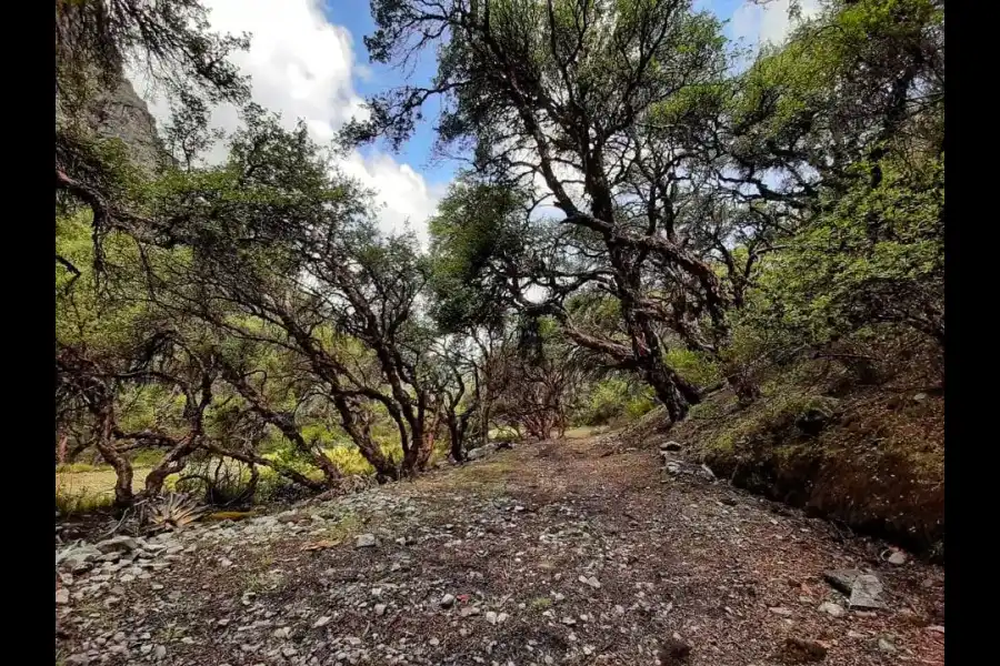 Imagen Bosque De Queuñas De Lankanki - Imagen 7