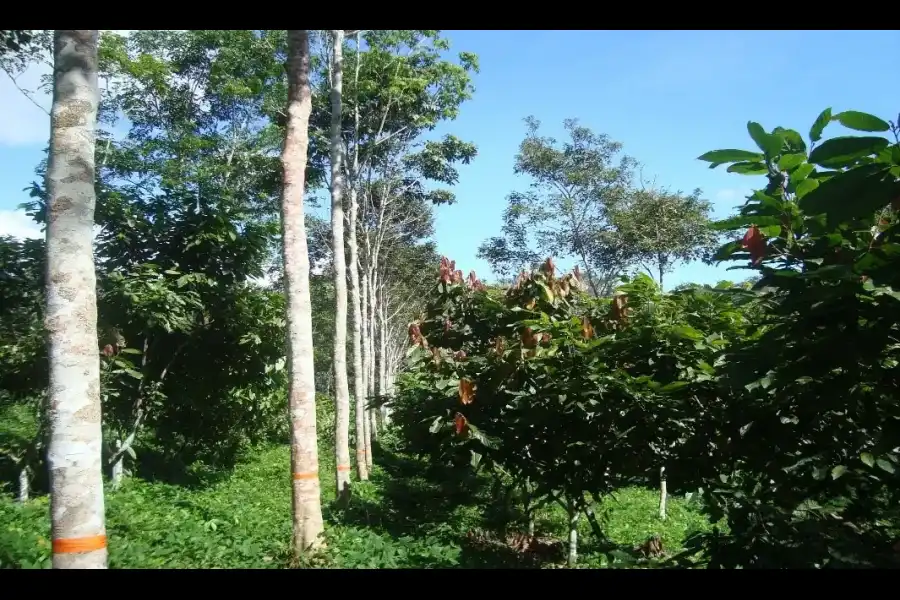 Imagen Bosque Nacional Alexander Von Humboldt - Imagen 3