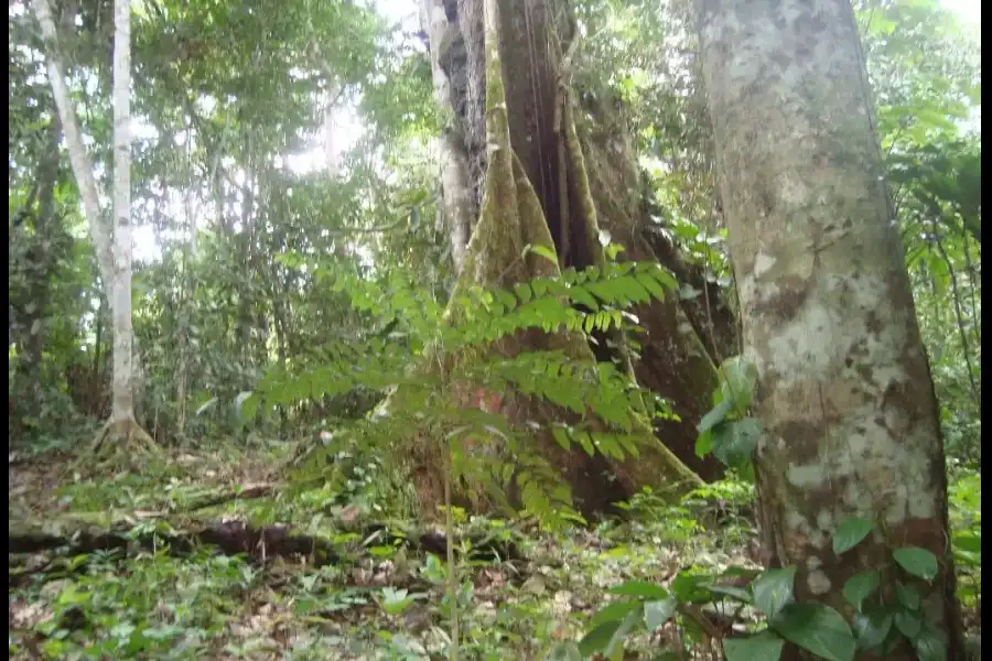 Imagen Bosque Nacional Alexander Von Humboldt - Imagen 4