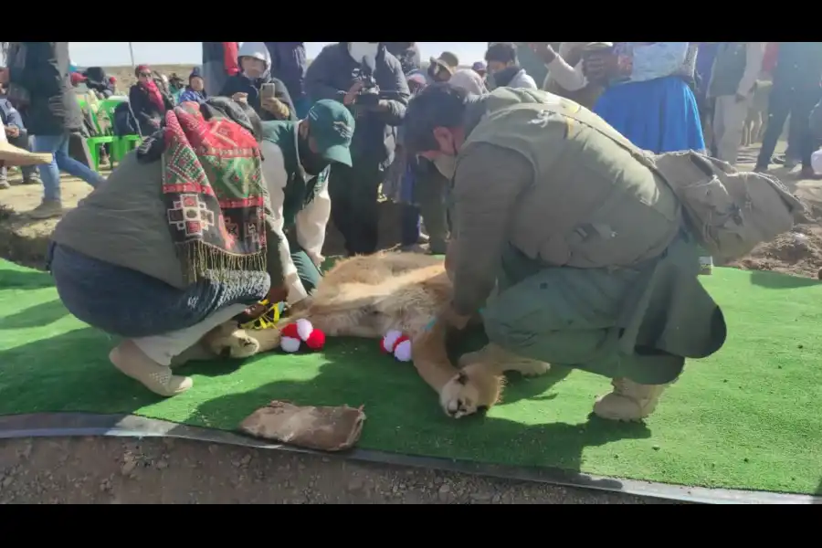 Imagen Festival Del Chaku De Vicuñas - Imagen 1