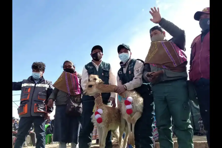 Imagen Festival Del Chaku De Vicuñas - Imagen 10