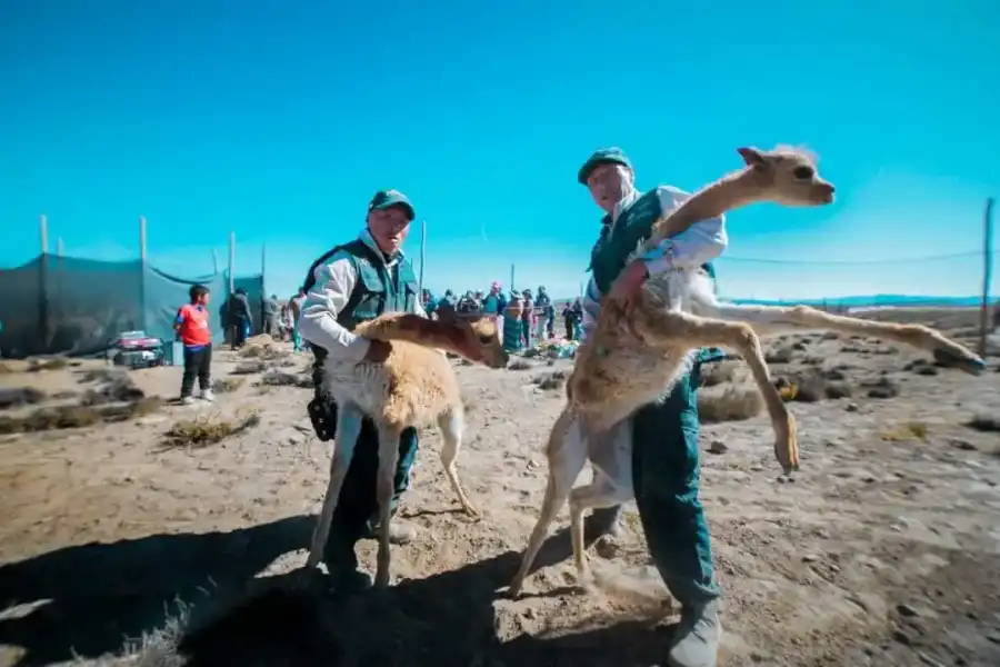 Imagen Festival Del Chaku De Vicuñas - Imagen 8