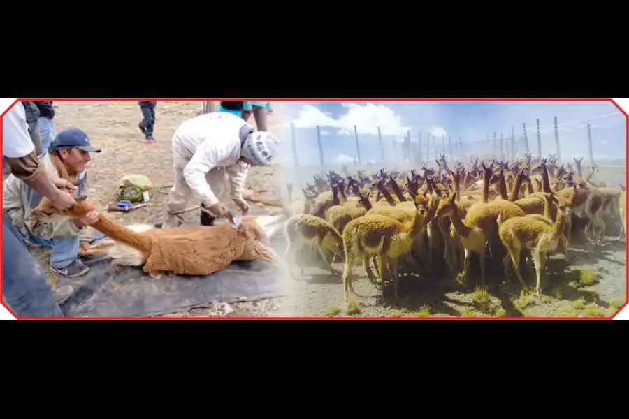 Imagen Festival De Chaku De Vicuñas - Imagen 1