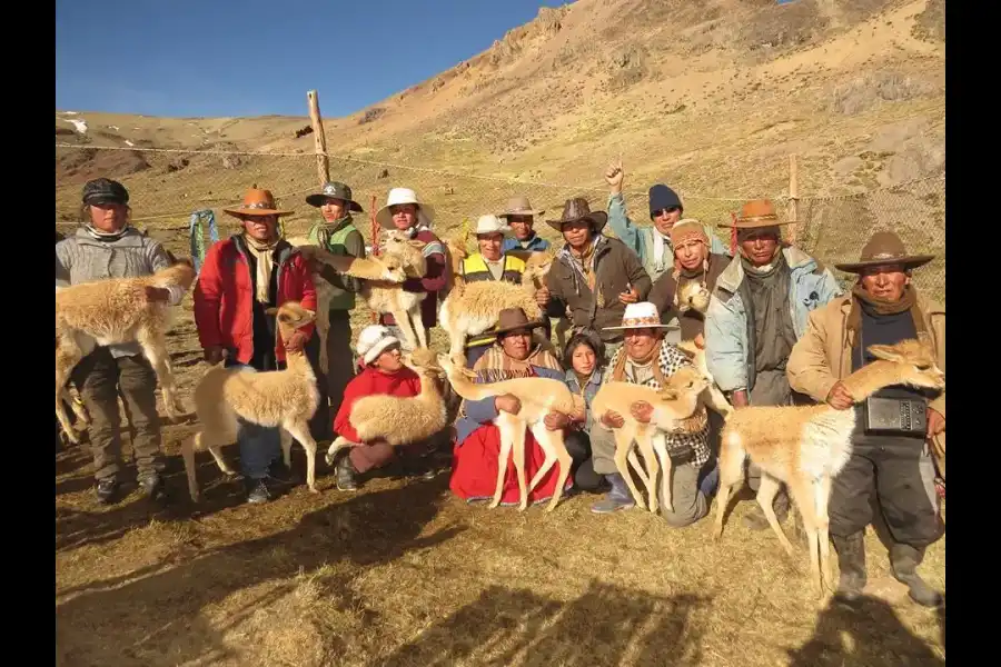 Imagen Festival De Chaku De Vicuñas - Imagen 3