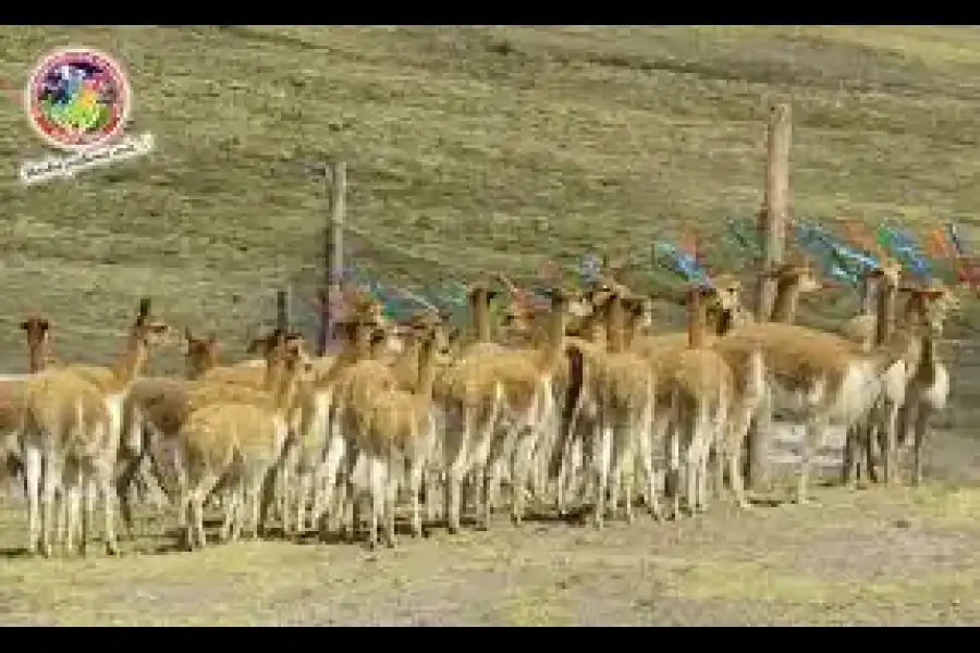 Imagen Festival De Chaku De Vicuñas - Imagen 4