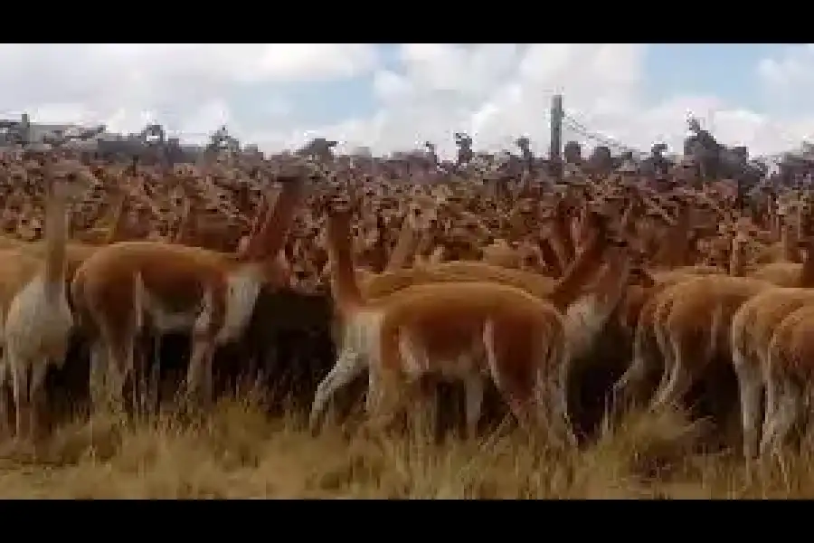 Imagen Festival De Chaku De Vicuñas - Imagen 5