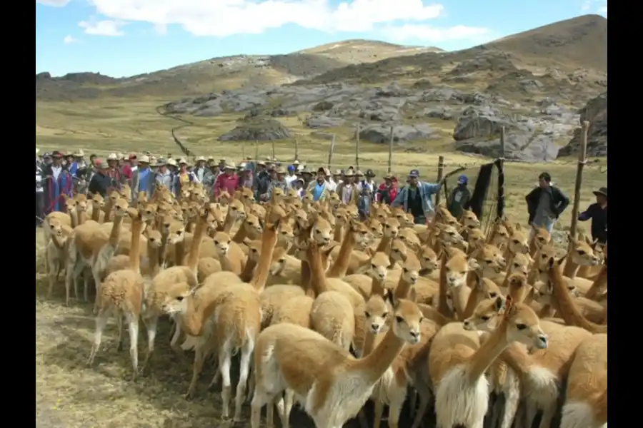 Imagen Festival De Chaku De Vicuñas - Imagen 6