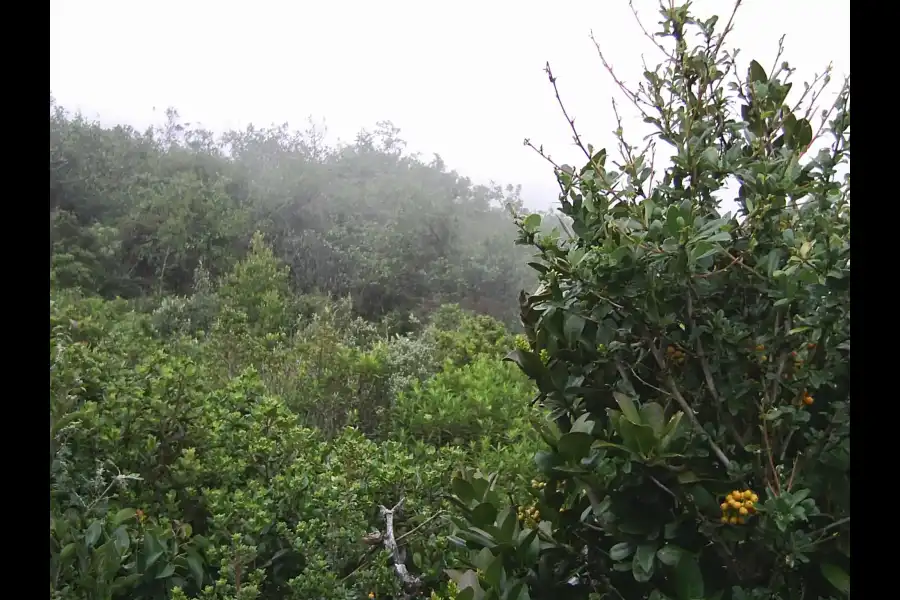 Imagen Bosque De Protección De Pagaibamba - Imagen 1