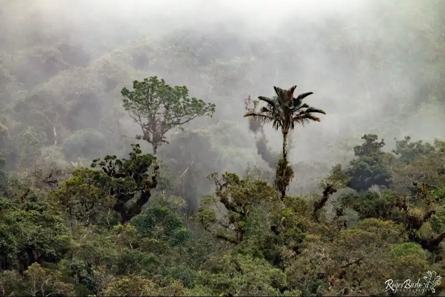 Imagen Bosque De Protección De Pagaibamba - Imagen 7