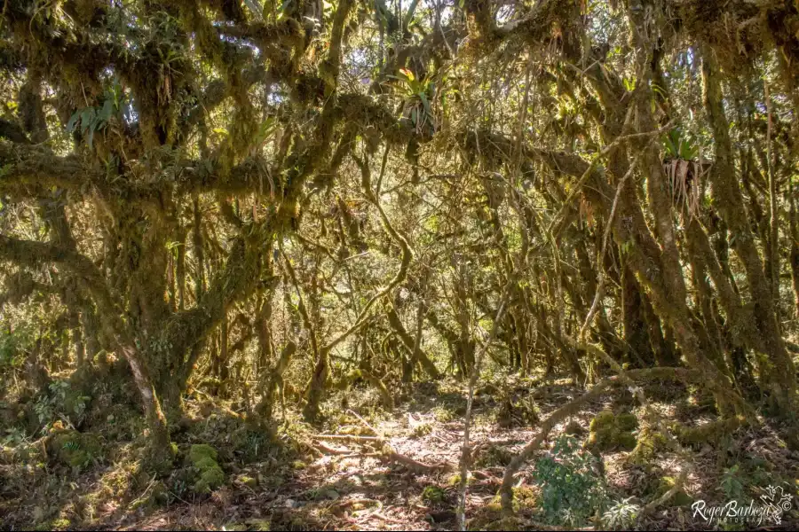 Imagen Bosque De Protección De Pagaibamba - Imagen 9