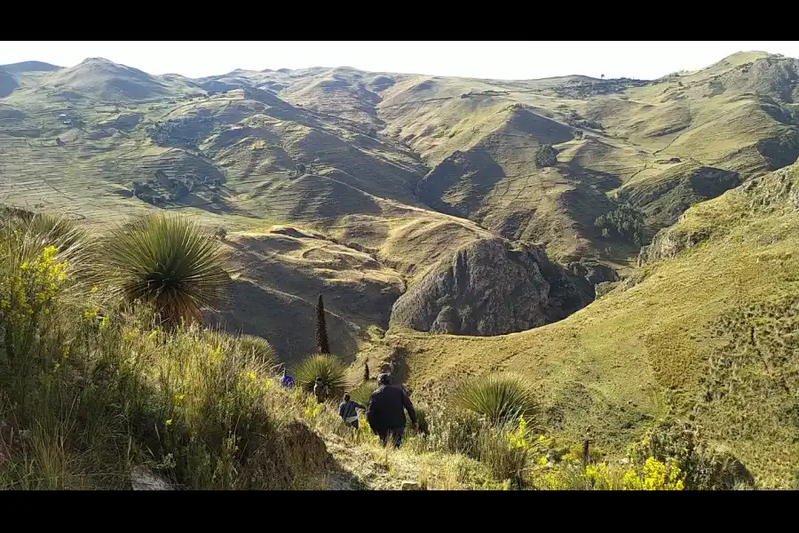 Imagen Bosque De Puyas  Lloccllapampa - Imagen 1