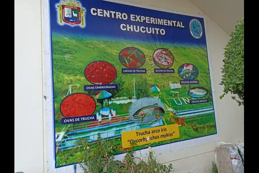 Imagen Piscicultura De Chucuito - Centro De Investigación Y Producción Pesquera De Chucuito. - Imagen 7