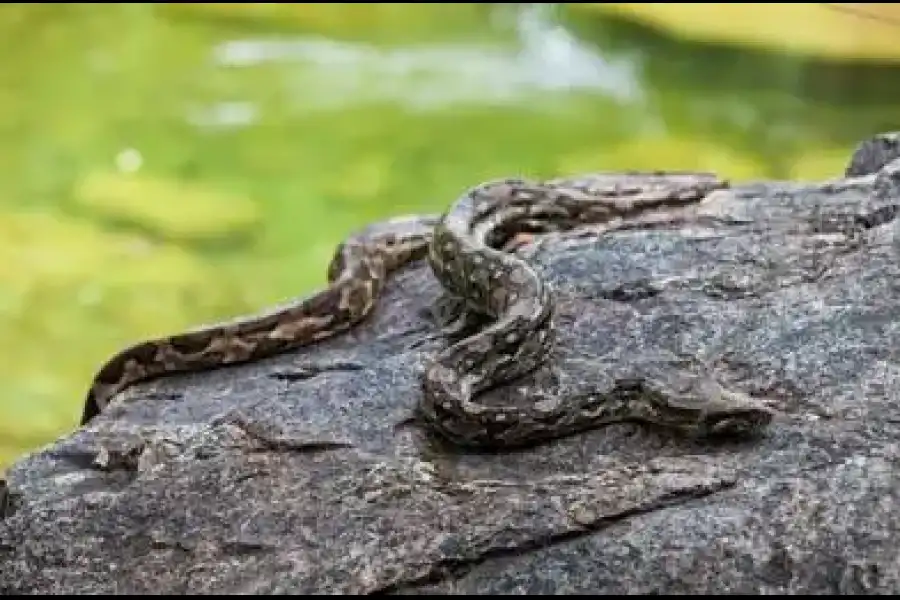 Imagen Área De Conservación Privada Chaparrí - Imagen 4