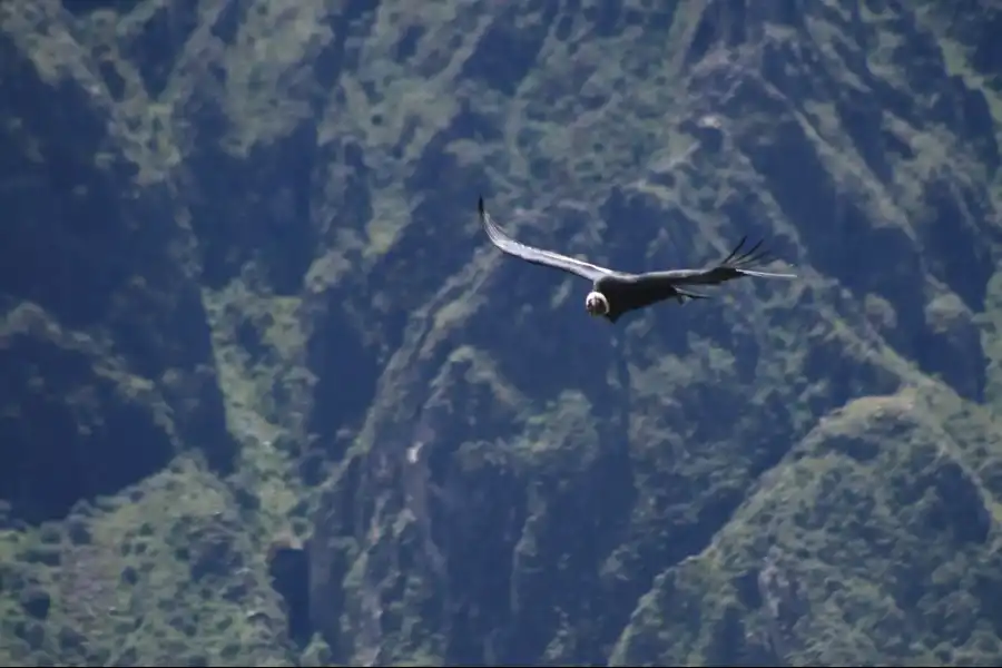 Imagen Valle Del Colca - Imagen 4