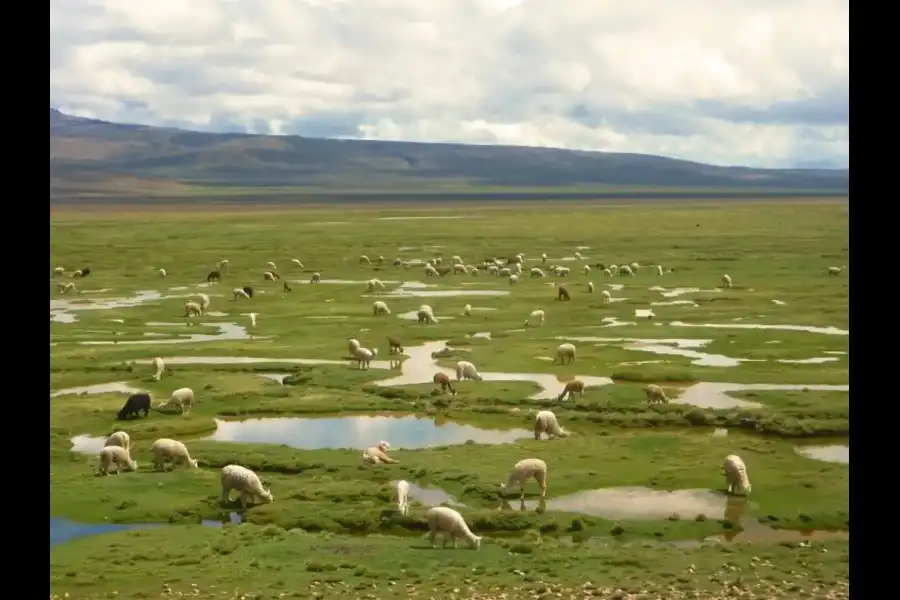 Imagen Reserva Nacional De Salinas Y Aguada Blanca - Imagen 4