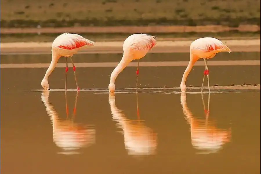 Imagen Reserva Nacional De Salinas Y Aguada Blanca - Imagen 5