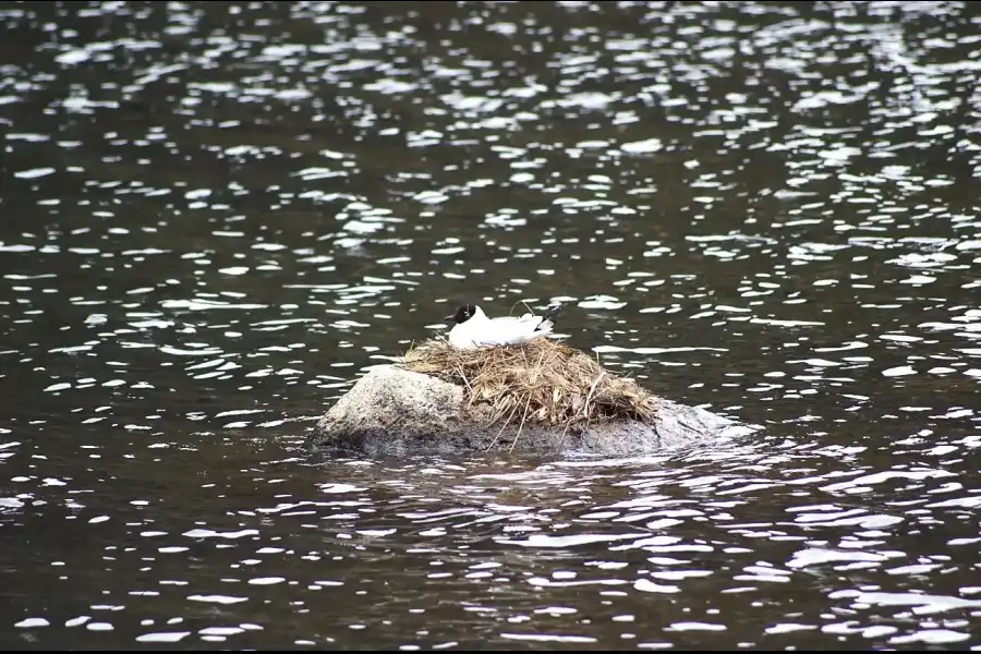 Imagen Laguna Mamancocha Y Raupicocha - Imagen 16