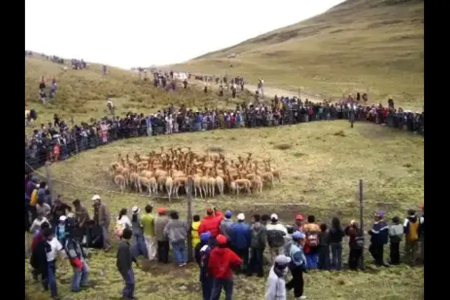 Imagen Fiesta Del  Chaccu De  Vicuñas  Yavi Yavi - Imagen 4