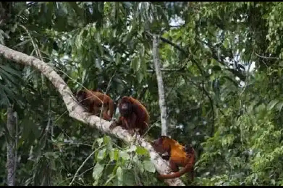 Imagen Parque Nacional Del Manu - Imagen 1