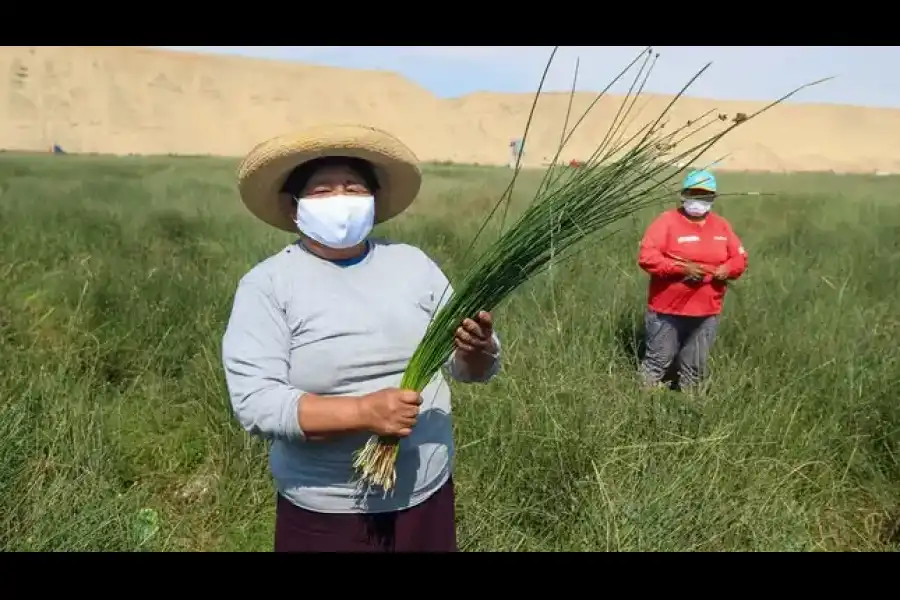 Imagen Humedales Grocio Prado (Humedales De Chincha) - Imagen 4