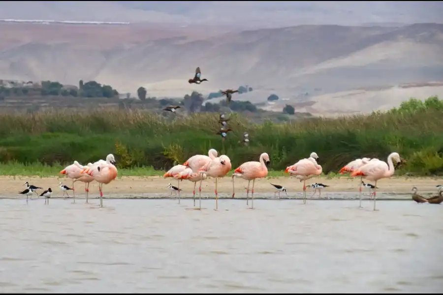 Imagen Santuario Nacional Lagunas De Mejía - Imagen 5