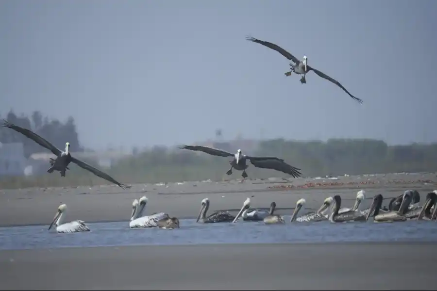 Imagen Santuario Nacional Lagunas De Mejía - Imagen 6