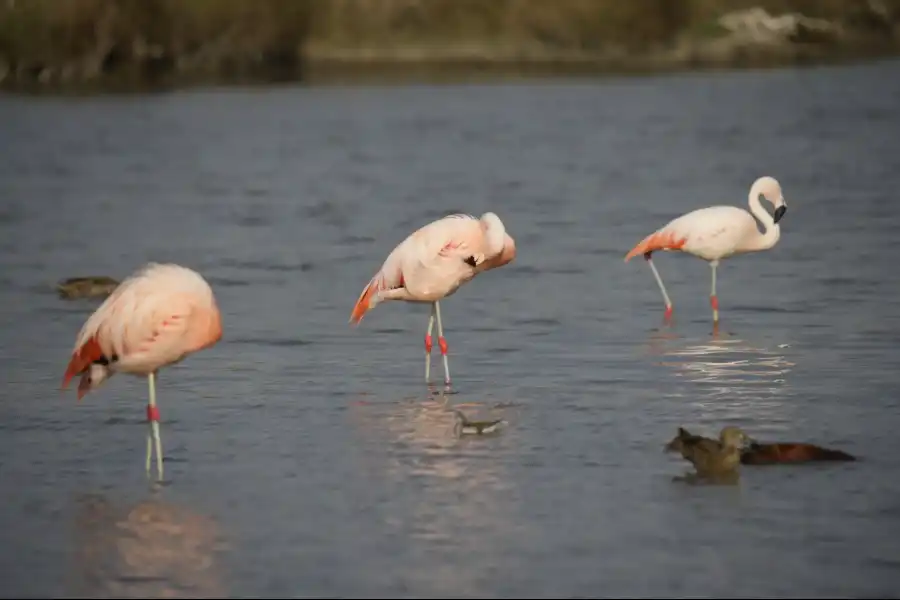 Imagen Santuario Nacional Lagunas De Mejía - Imagen 7