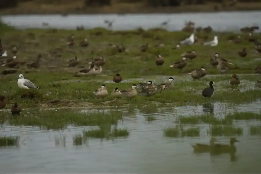 Imagen Santuario Nacional Lagunas De Mejía - Imagen 8