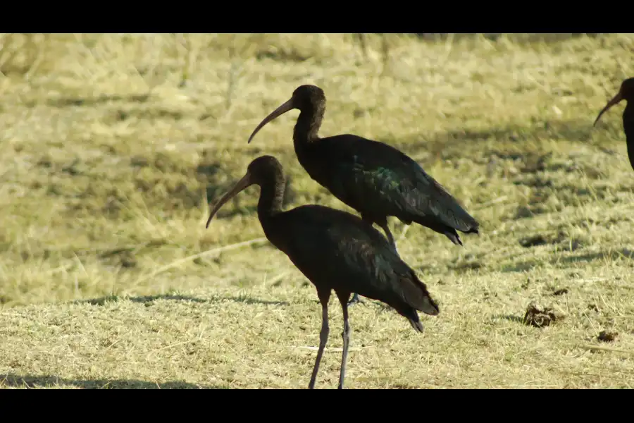 Imagen Chullpas Preinca De Ccuyo - Imagen 3