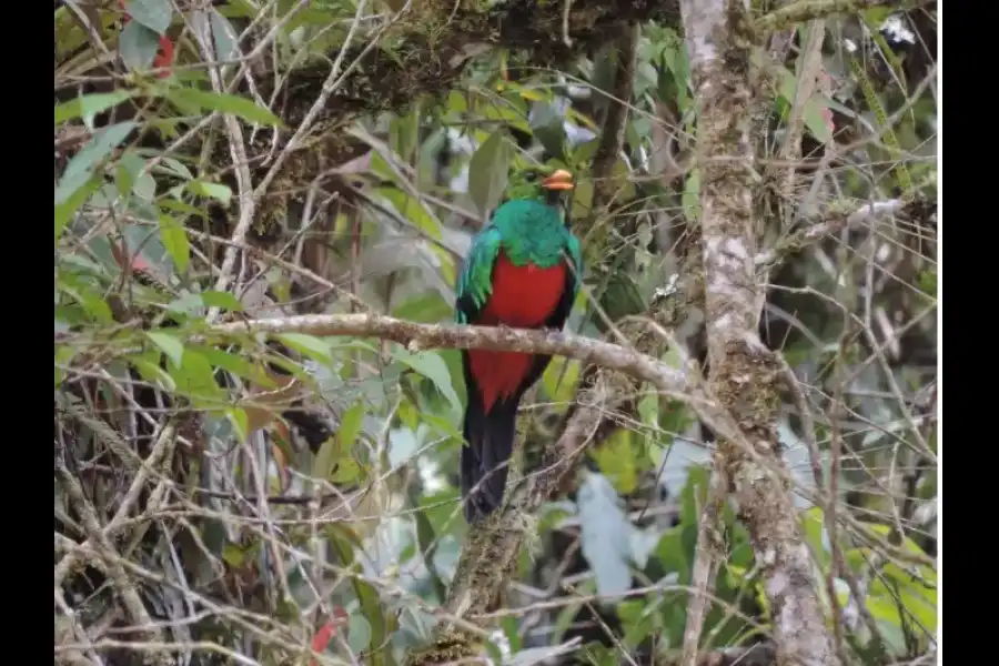 Imagen Sendero El Canto Del Bosque - Imagen 5