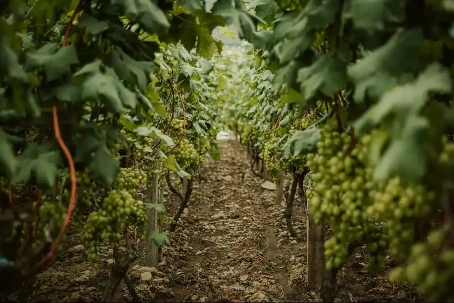 Imagen Bodega De Vinos Don Manuelito - Imagen 4