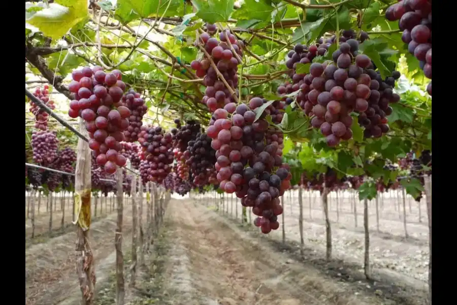 Imagen Bodega De Vinos Don Manuelito - Imagen 6