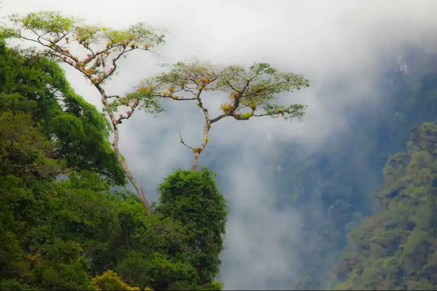 Imagen Aniversario De La Reserva De Biósfera Oxapampa Asháninka Yánesha - Imagen 1