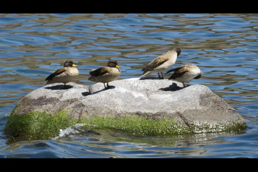 Imagen Reserva Nacional Del Titicaca - Imagen 6