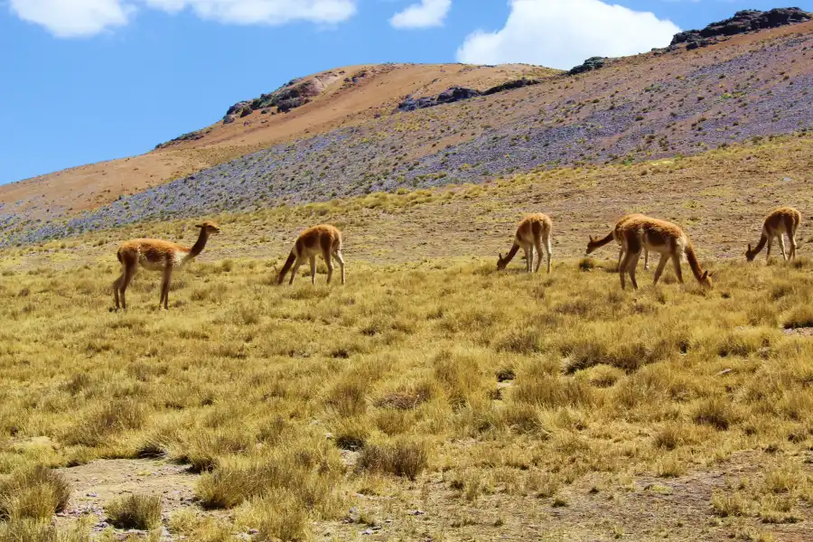 Imagen Chacu De Vicuñas Alccasana - Imagen 1