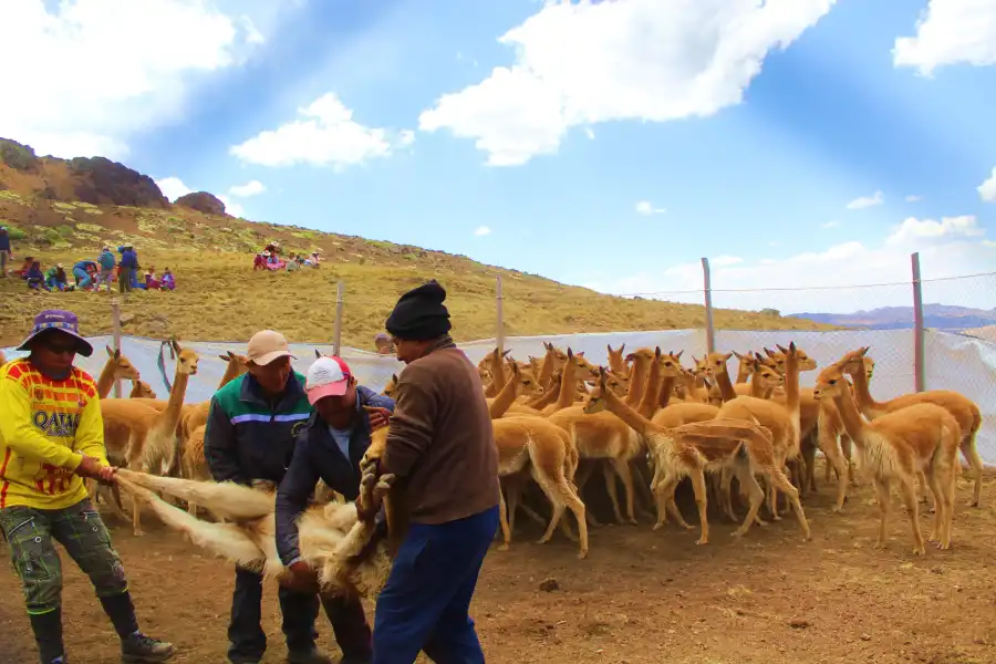 Imagen Chacu De Vicuñas Alccasana - Imagen 3