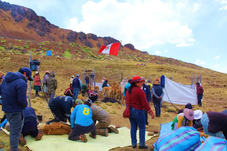 Imagen Chacu De Vicuñas Alccasana - Imagen 5