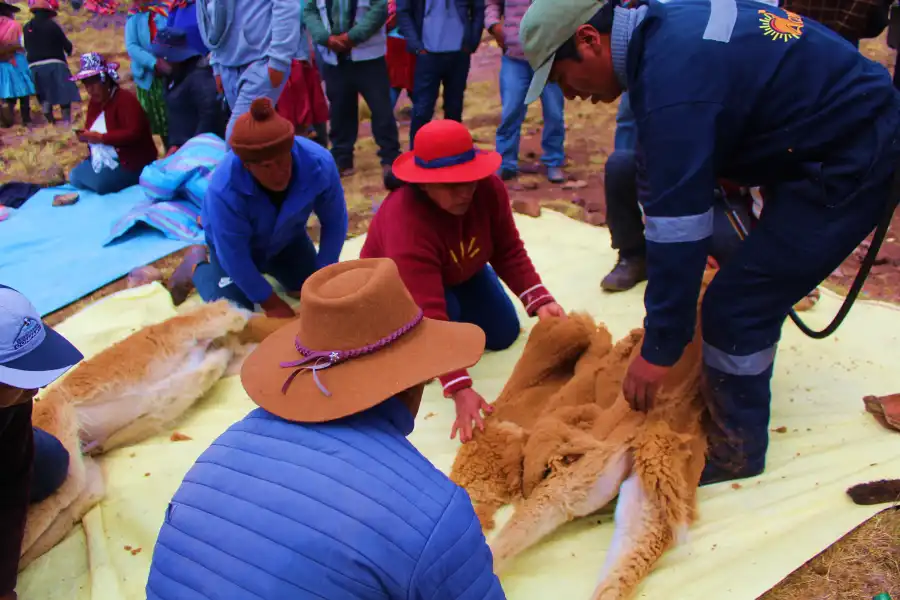 Imagen Chacu De Vicuñas Alccasana - Imagen 6