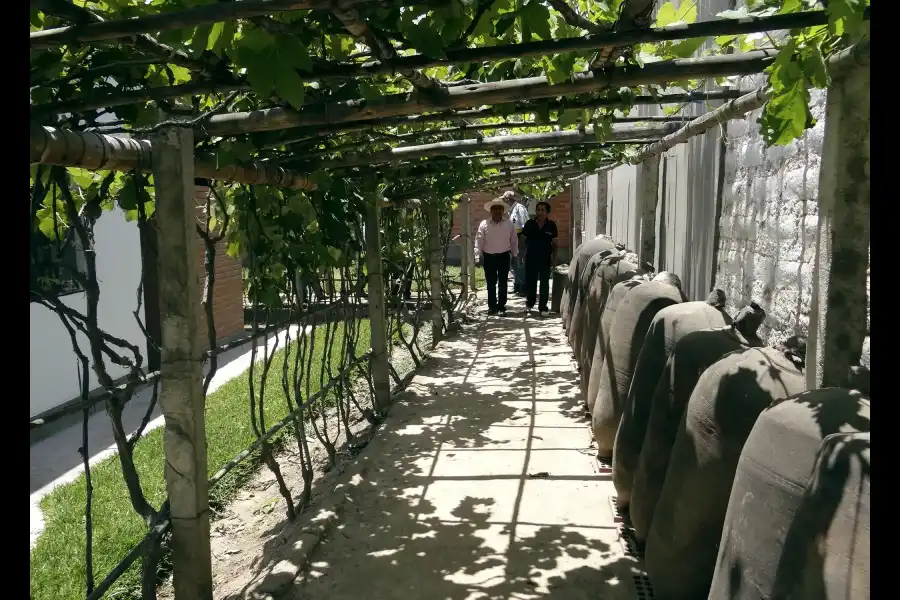 Imagen Bodega De Vinos Y Piscos La Palma - Imagen 10