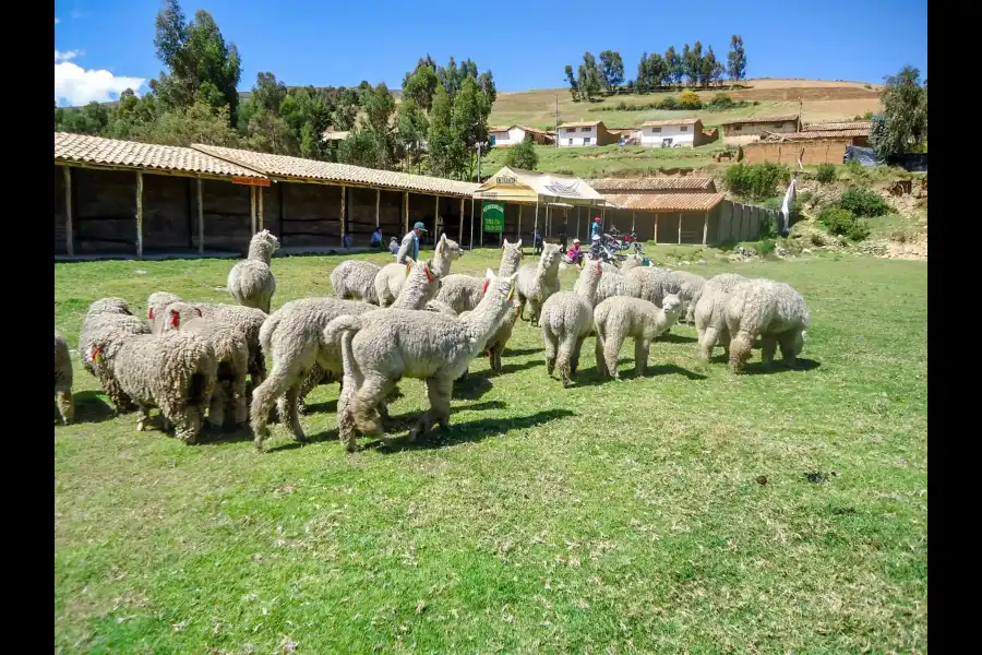 Imagen Feria Agropecuaria De Masma Chicche - Imagen 14