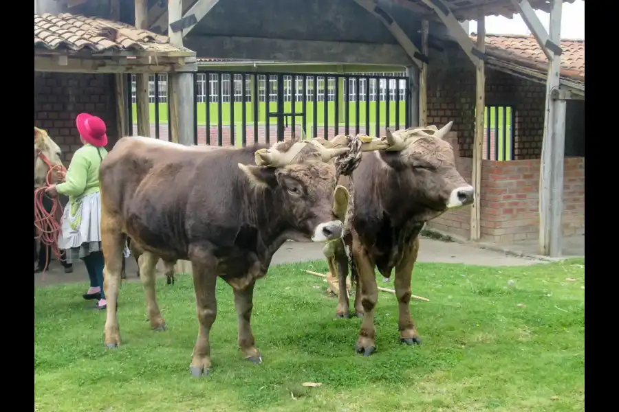 Imagen Feria Agropecuaria De Masma Chicche - Imagen 15