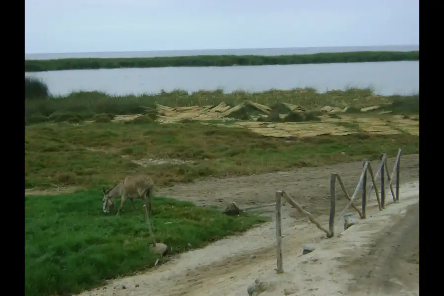 Imagen Albúfera El Paraíso - Imagen 10