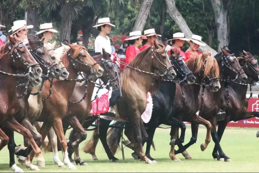 Imagen Concurso Nacional Oficial Del Caballo Peruano De Paso - Imagen 1