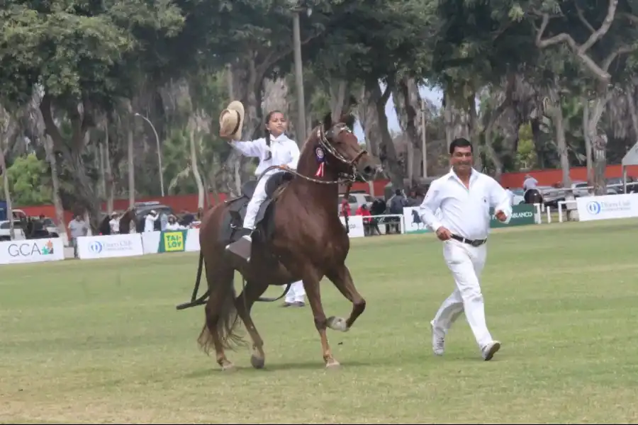 Imagen Concurso Nacional Oficial Del Caballo Peruano De Paso - Imagen 3